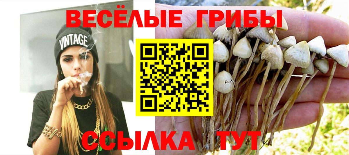 цены наркотик  Вход с VPN  Кировск  Галлюциногенные грибы Psilocybine cubensis 